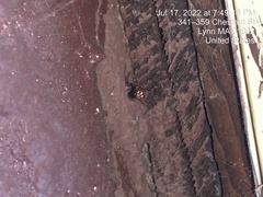 Steatoda triangulosa