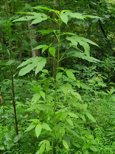 Zaleski Backpack Trail - Middle Loop