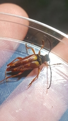 Typocerus acuticauda