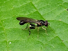 Spheginina