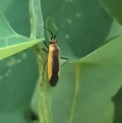 Insecta