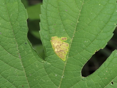 Leucospilapteryx venustella