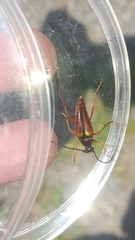 Typocerus acuticauda