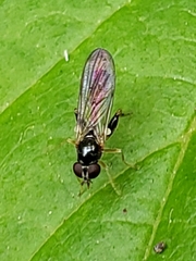 Spheginina
