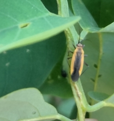 Insecta