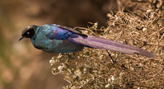 Long-Tailed Glossy Starling photo 2