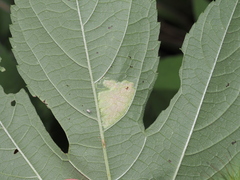 Leucospilapteryx venustella