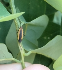 Insecta