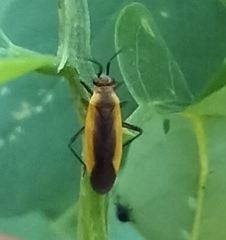 Insecta