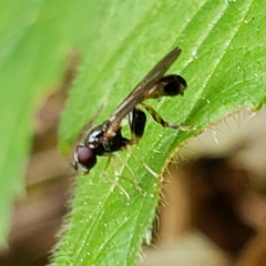 Spheginina