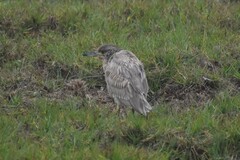 Nycticorax nycticorax