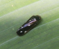 Considia nitidula