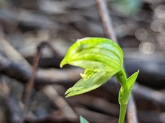 Pterostylis prasina