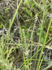 Verbena scabra