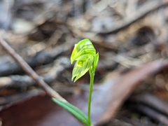 Pterostylis prasina