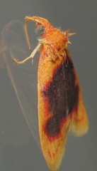 Rhodographa phaeoplaga