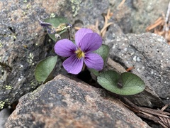Viola flettii