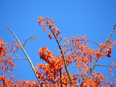 Erythrina mulungu