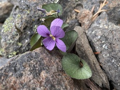 Viola flettii