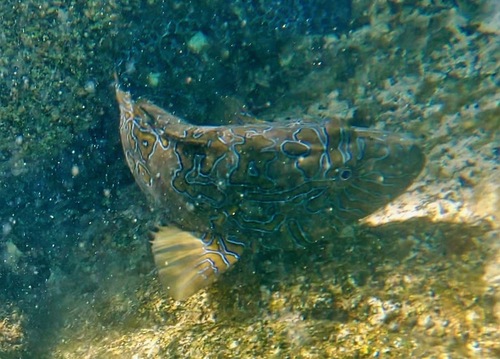 Cirrhitus rivulatus