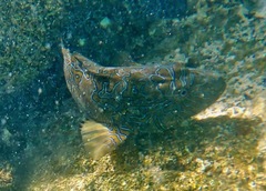 Cirrhitus rivulatus