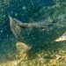 Cirrhitus rivulatus