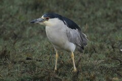Nycticorax nycticorax