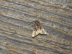 Euplexia