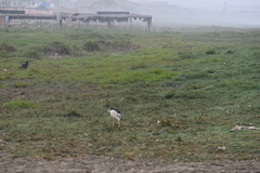Nycticorax nycticorax