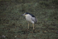 Nycticorax nycticorax