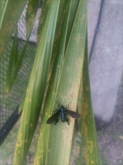 Horama plumipes