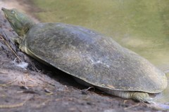 Apalone spinifera guadalupensis