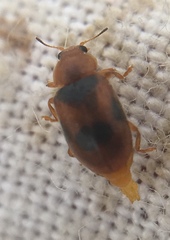 Coccidula scutellata