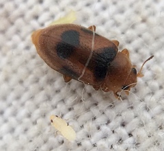 Coccidula scutellata