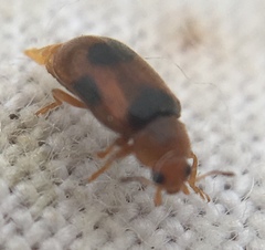 Coccidula scutellata