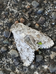 Lepidoptera