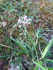 Allium acuminatum