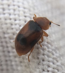 Coccidula scutellata