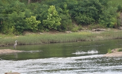 Ardea herodias