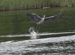 Ardea herodias