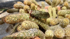 Copidocephala guttata