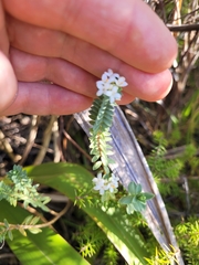 Pimelea orthia