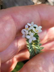 Pimelea orthia
