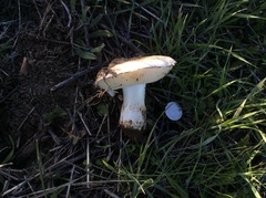 Leucoagaricus amanitoides