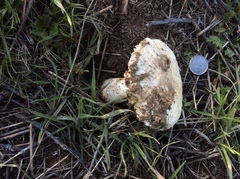Leucoagaricus amanitoides