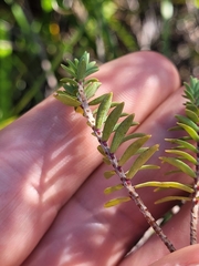 Pimelea orthia