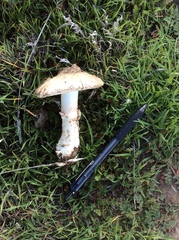Leucoagaricus amanitoides