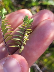 Pimelea orthia