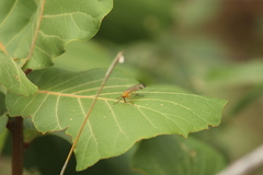 Panorpa bimacula