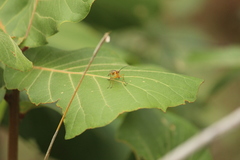 Panorpa bimacula